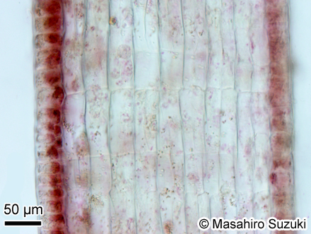 ウミウチワ Padina arborescens